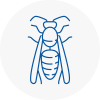 Halewood Wasp Nest Removal